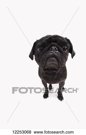 Stock Photo - Portrait of a dog on a white background. Fotosearch