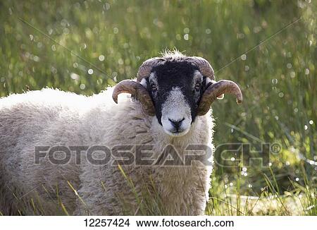 Picture - Portrait of a sheep; North Yorkshire, England. Fotosearch