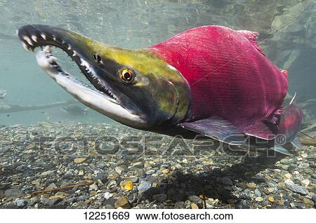 Stock Photo - Portrait of a sockeye salmon (Oncorhynchus nerka); Cordova, Alaska, United States of America. Fotosearch
