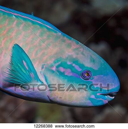 Portrait of a terminal male Bullethead Parrotfish (Chlororus sordidus); Kona, Island of Hawaii, Hawaii, United States of America View Large Photo Image Stock Photo - Portrait of a terminal male Bullethead Parrotfish (Chlororus sordidus); Kona, Island of Hawaii, Hawaii, United States of America. Fotosearch