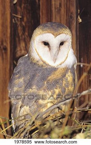 Stock Photography - Portrait of Barn Owl (Tyto Alba) in barn. Fotosearch