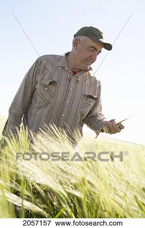 Portrait Of Farmer. Munson Alberta View Large Photo Image Stock Photo - Portrait Of Farmer. Munson Alberta. Fotosearch