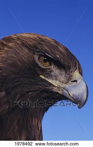 Portrait of Golden Eagle (Aquila Chrysaetos) View Large Photo Image Stock Image - Portrait of Golden Eagle (Aquila Chrysaetos). Fotosearch