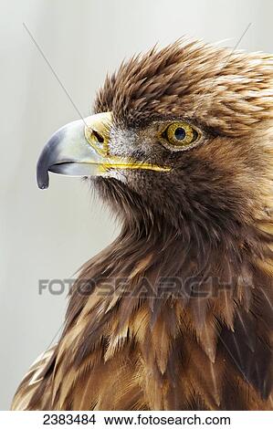 Picture - Portrait of golden eagle in Ecomuseum Zoo; Ste-Anne-de-Bellevue, Quebec, Canada. Fotosearch