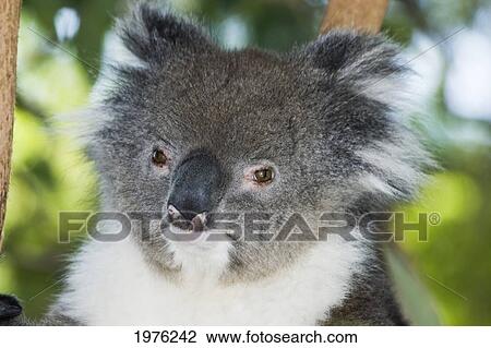 Portrait of Koala Bear (Phascolarctos Cinereus); Australia View Large Photo Image Stock Image - Portrait of Koala Bear (Phascolarctos Cinereus); Australia. Fotosearch