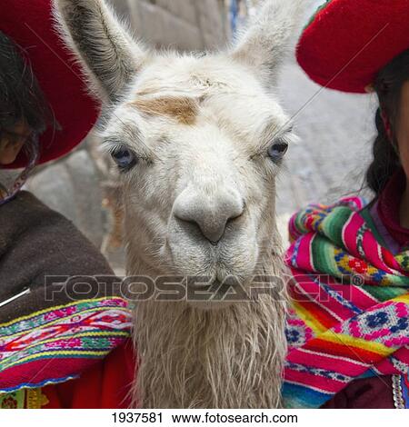 Portrait Of Llama; Cusco Peru View Large Photo Image Stock Image - Portrait Of Llama; Cusco Peru. Fotosearch