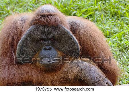 Portrait Of Orangutan (Pongo Pygmaeus); Indonesia View Large Photo Image Stock Photography - Portrait Of Orangutan (Pongo Pygmaeus); Indonesia. Fotosearch