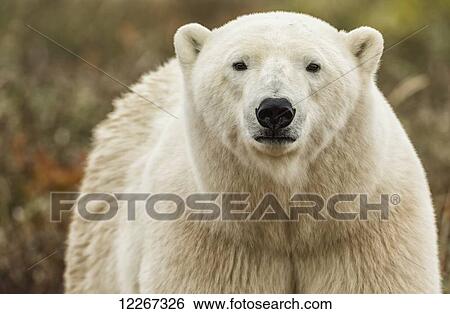 Stock Photograph - Portrait of polar bear; Manitoba, Canada. Fotosearch