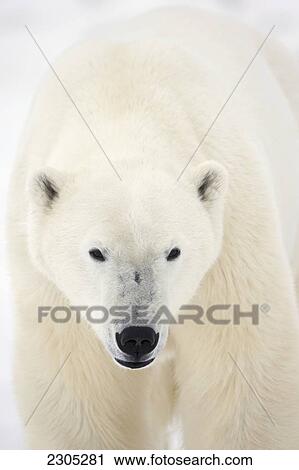 Stock Image - Portrait Of Polar Bear On The Shore Ice Of Hudson's Bay; Churchill Manitoba Canada. Fotosearch