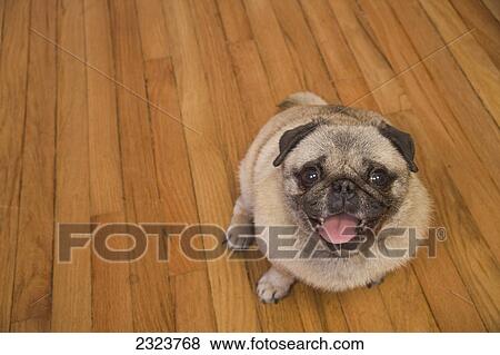 Stock Photo - Portrait of pug dog panting. Fotosearch