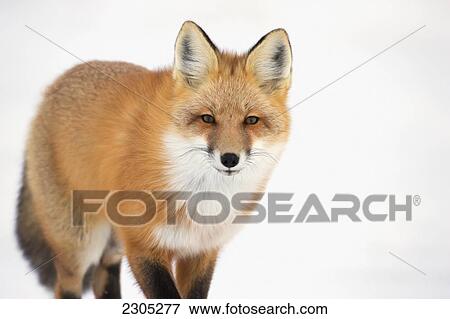 Stock Photo - Portrait Of Red Fox; Churchill Manitoba Canada. Fotosearch