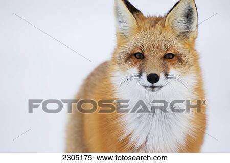 Stock Photography - Portrait Of Red Fox; Churchill Manitoba Canada. Fotosearch