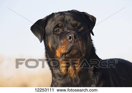 Portrait of Rottweiler dog on winter beach; Guilford, Connecticut, USA View Large Photo Image Stock Image - Portrait of Rottweiler dog on winter beach; Guilford, Connecticut, USA. Fotosearch