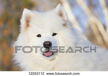 Portrait of Samoyed dog in the snow; Ledyard, Connecticut, USA View Large Photo Image Stock Image - Portrait of Samoyed dog in the snow; Ledyard, Connecticut, USA. Fotosearch