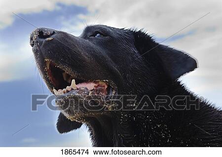 Picture - Portrait Of Wet Labrador Retriever With Open Mouth. Fotosearch