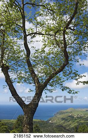 Portugal, Azores, View of coastline; Santa Maria Island View Large Photo Image Stock Image - Portugal, Azores, View of coastline; Santa Maria Island. Fotosearch