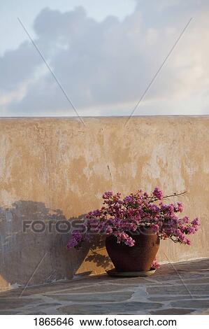 Pot Of Flowers Beside Outdoor Wall View Large Photo Image Stock Photograph - Pot Of Flowers Beside Outdoor Wall. Fotosearch