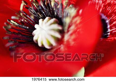 Stock Photography - Potentilla Gibson's Scarlet, Extreme Close-Up Of Bright Red Blossom.. Fotosearch