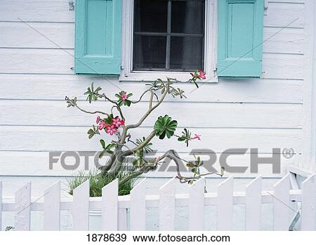Stock Photo - Potted Plant Outside Old White House In Dunmore Town. Fotosearch