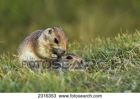 Prairie Dogs In Grasslands National Park; Saskatchewan Canada View Large Photo Image Stock Image - Prairie Dogs In Grasslands National Park; Saskatchewan Canada. Fotosearch