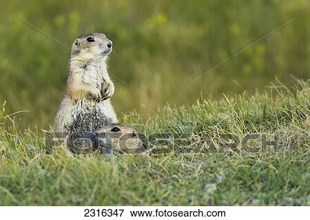 Stock Photo - Prairie Dogs In Grasslands National Park; Saskatchewan Canada. Fotosearch
