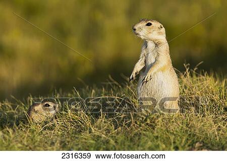 Prairie Dogs In Grasslands National Park; Saskatchewan Canada View Large Photo Image Stock Photo - Prairie Dogs In Grasslands National Park; Saskatchewan Canada. Fotosearch