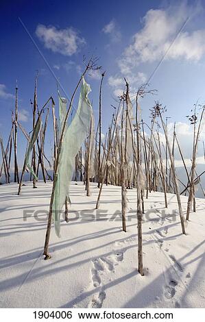Stock Photograph - Prayer Flags In Snow Above Paro Valley, Bhutan. Fotosearch