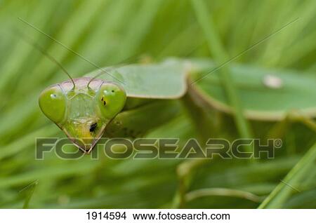 Praying Mantis In Grass View Large Photo Image Picture - Praying Mantis In Grass. Fotosearch