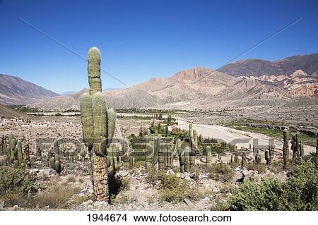 Picture - Pre-Columbian fortification of PucarÃƒÆ’Ã…Â¸ de Tilcara, Jujuy, Argentina. Fotosearch