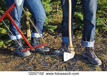 Stock Image - Prepared to cut a fresh Christmas tree; Chilliwack, British Columbia, Canada. Fotosearch