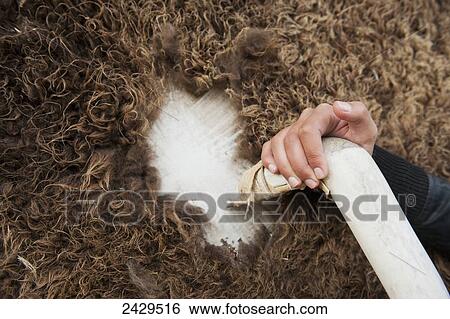 Stock Photograph - Preparing a buffalo hide by removing the fur; Rossburn, Manitoba, Canada. Fotosearch