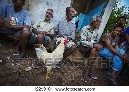 Stock Image - Preparing for a cock fight; Timor-Leste. Fotosearch