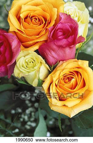 Stock Image - Pretty Bouquet Of Many Colored Roses, Orange Pink And White. Fotosearch