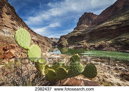 Stock Photo - Prickly pear cactus, Colorado river, Grand Canyon National Park; Arizona, United States of America. Fotosearch