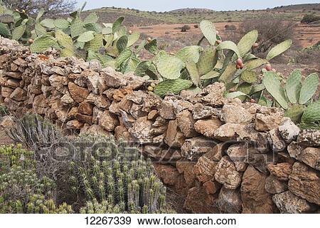 Stock Photo - Prickly pear growing alongside stone wall in countryside Morocco; Tiznit, Morocco. Fotosearch