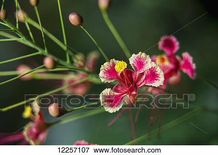Stock Photo - Pride of Barbados (Caesalpinia pulcherrima); Antigua, West Indies. Fotosearch