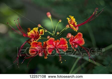 Stock Photo - Pride of Barbados (Caesalpinia pulcherrima); Antigua, West Indies. Fotosearch