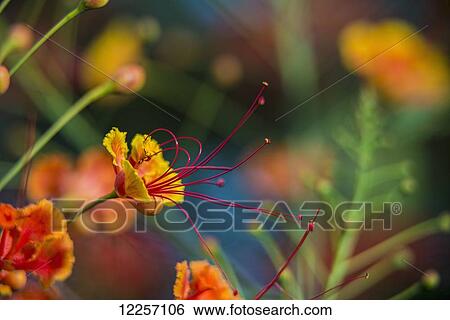 Pride of Barbados (Caesalpinia pulcherrima); Antigua, West Indies View Large Photo Image Stock Photograph - Pride of Barbados (Caesalpinia pulcherrima); Antigua, West Indies. Fotosearch