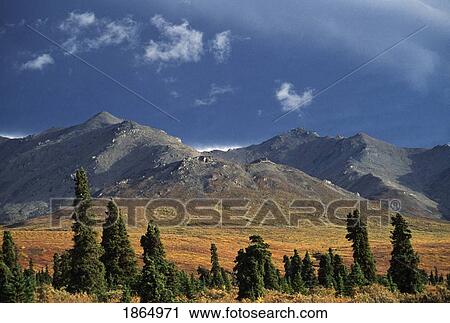 Stock Image - Primrose Ridge, Denali National Park, Alaska, United States Of America. Fotosearch