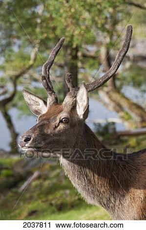 Profile Of A Deer's Head; Argyll Scotland View Large Photo Image Stock Image - Profile Of A Deer's Head; Argyll Scotland. Fotosearch