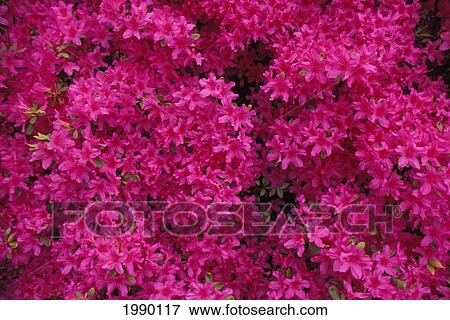 Stock Photo - Profusion Of Pink Flowers. Fotosearch