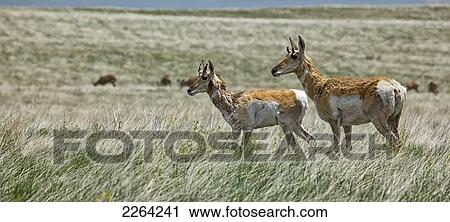 Pronghorn antelope in badlands national park; south dakota usa View Large Photo Image Stock Image - Pronghorn antelope in badlands national park; south dakota usa. Fotosearch