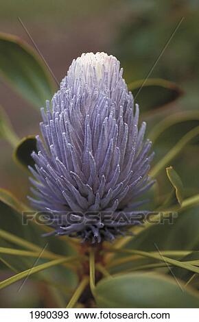 Stock Image - Protea Ermine Tail (Protea Pudens) Light Purple, Single Flower Close-Up On Plant. Fotosearch