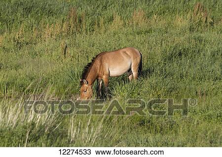 Stock Image - Przewalski's horse (Equus przewalskii), Hustai National Park, TÃƒÆ’Ã‚Â¶v Province, Mongolia. Fotosearch