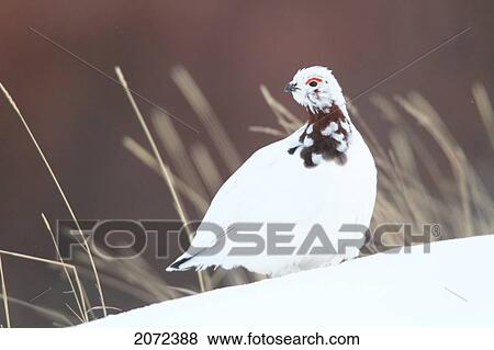 Ptarmigan Along The Dempster Highway, Yukon, Canada View Large Photo Image Stock Photo - Ptarmigan Along The Dempster Highway, Yukon, Canada. Fotosearch