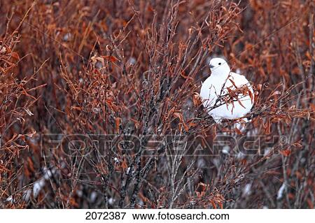 Stock Photo - Ptarmigan In The Willows Along The Dempster Highway, Yukon, Canada. Fotosearch