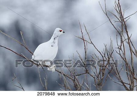 Stock Photo - Ptarmigan In The Willows Along The Demspter Highway, Yukon.. Fotosearch