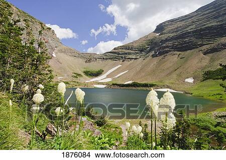 Picture - Ptarmigan Lake And Bear Grass (Xerophyllum Tenax) In Glacier National Park; Montana, Usa. Fotosearch