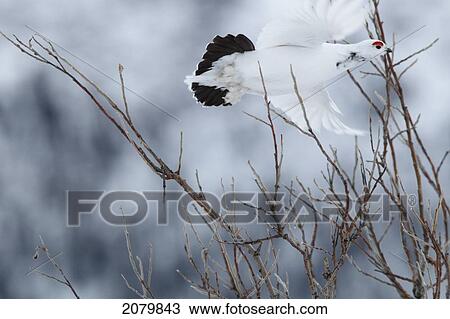 Ptarmigan Takes Flight From A Willow Along The Dempster Highway, Yukon. View Large Photo Image Stock Image - Ptarmigan Takes Flight From A Willow Along The Dempster Highway, Yukon.. Fotosearch