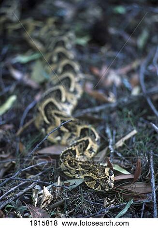 Puff Adder Snake In Grass View Large Photo Image Stock Photo - Puff Adder Snake In Grass. Fotosearch